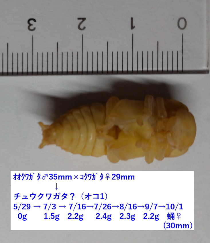 ｵｵｸﾜｶﾞﾀ♂×ｺｸﾜｶﾞﾀ♀=ﾁｭｳｸﾜｶﾞﾀの幼虫 OK1成長過程_2023年10月1日